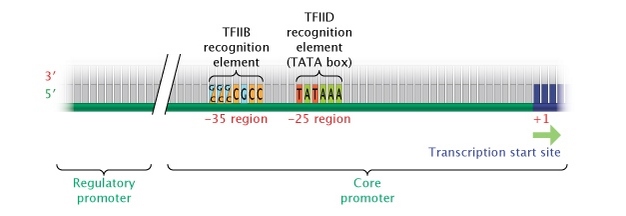 A schematic diagram shows the regulatory promoter and the three DNA regions that compose the core promoter in a eukaryotic transcription unit. The DNA is depicted as a green horizontal line. Vertical, parallel rectangles that extend upwards from the line represent nitrogenous bases. The nitrogenous bases that compose the -35 and -25 regions are labeled and shaded different colors to correspond to their different chemical identities. The sequence for the TFIIB recognition element at the -35 region is G or C, G or C, G or C, CGCC. The sequence for the TFIID recognition element at the -25 region is TATAAA, or a tata box. The nucleotides that compose the remainder of the DNA strand are grey. Five nucleotides that correspond to the transcription start site are shaded dark blue.