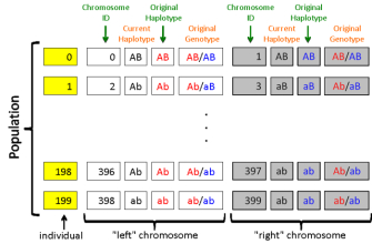 This schematic diagram shows haplotype and genotype information for four individuals in a sample starting population. For each individual, there is an individual number in column 1. Columns 2 to 5 indicate the chromosome ID, current haplotype, original haplotype, and original genotype, respectively, for the left chromosome; and columns 6 to 9 indicate the chromosome ID, current haplotype, original haplotype, and original genotype, respectively, for the right chromosome.