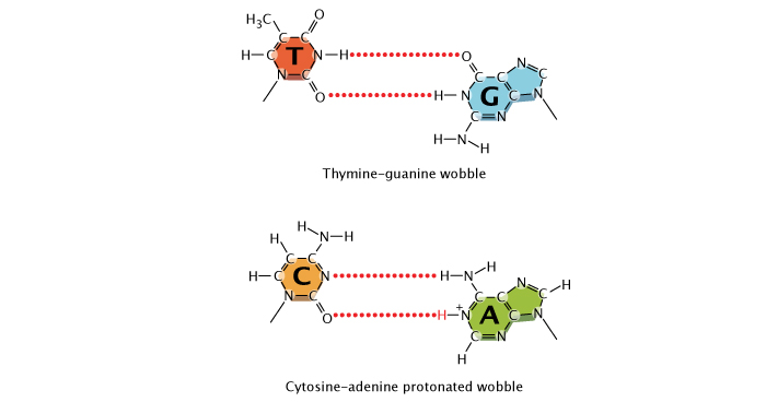 A schematic diagram shows two nucleotide base-pairs with a wobble. At top, the chemical structure of the base thymine (red) is connected to the chemical structure of the base guanine (blue) by two hydrogen bonds. The hydrogen bonds are depicted as dashed red lines. Below, the chemical structure of the base cytosine (orange) is connected to the chemical structure of the base adenine (green) by two hydrogen bonds.