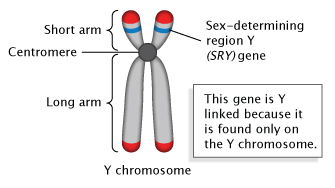 A schematic illustration in panel A shows a Y-chromosome made up of two sister chromatids. Important structures and the SRY gene are labeled. The sister chromatids look like vertically-aligned grey noodles arranged beside each other in parallel. They are attached at a point slightly above their center by a dark grey circle, representing the centromere. The upper portion of both chromatids (above the centromere) are labeled as the chromosome’s short arm; the lower portion of both chromatids (below the centromere) are labeled as the chromosome’s long arm. Two blue bands on the short arm chromatids represent the sex-determining region Y (SRY) gene. A textbox explains that this gene is considered Y-linked because it is found only on the Y-chromosome.