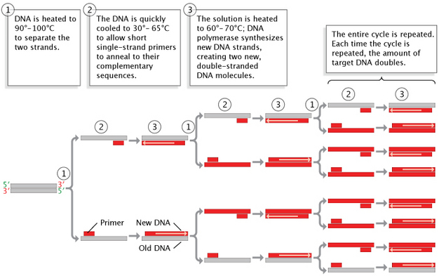 A schematic diagram shows DNA copied via a polymerase chain reaction in three basic steps, which are repeated three times to exponentially increase the number of DNA copies. The original double-stranded DNA molecule is depicted as two horizontal, parallel, grey rectangles. In step one, the DNA is heated to 90 to 100 degrees Celsius to separate the two DNA strands. The two rectangles separate so that each single DNA strand is represented as a single horizontal rectangle. In step two, the DNA (now single-stranded) is quickly cooled to 30 to 65 degrees Celsius, to allow short single-strand primers (depicted as red rectangles below the single grey rectangles) to anneal to their complementary sequences. In step three, the solution is heated to 60 to 70 degrees Celsius; DNA polymerase synthesizes new DNA strands, creating two new, double-stranded DNA molecules. The new double-stranded DNA molecules are subjected to a new cycle of PCR (steps one through three); the products of the second cycle are subjected to a third cycle. After three cycles of PCR, a single double-stranded DNA molecule has been copied eight times.