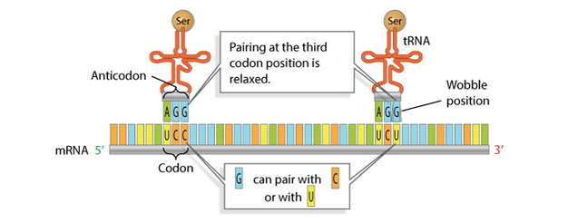 A schematic shows two TRNA molecules bound to complementary sequences on a strand of MRNA. The sugar-phosphate backbone of the mRNA is depicted as a horizontal grey rectangle. Nitrogenous bases are attached to the sugar-phosphate backbone and are represented as blue, orange, yellow, or green vertical rectangles. Two red tRNA molecules, each with an anticodon of three nucleotides, are attached to a complementary codon sequence on the mRNA strand. The TRNA molecules each look like a thin red tube looped into a T-shape. Three nucleotides within the TRNA sequence are shown at the bottom of the T-shape. These nucleotides represent the anticodon sequence. The anticodon sequence, from left to right, of both TRNA molecules is AGG. A textbox explains that pairing at the third codon position is relaxed: the nucleotide G on the TRNA anticodon can pair with the nucleotides C or U on the MRNA codon. The TRNA molecule at left is bound to the MRNA codon UCC; the TRNA molecule at right is bound to the MRNA codon UCU. Thus, the G in one TRNA molecule's anticodon is bound to C, while the G in the other TRNA molecule’s anticodon is bound to U.