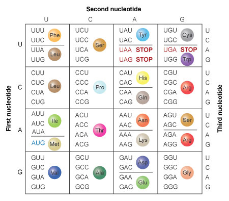 A table lists 64 different combinations of the nucleotides uracil (U), cytosine (C), adenine (A), and guanine (G) when they are arranged in three-nucleotide-long codons. The four possible identities of the first nucleotide in the codon are listed in a column on the left side of the table. The same four possible identities of the second nucleotide in the codon are listed in a row along the top of the table. The four possible identities of the third nucleotide in the codon are listed in a column on the right side of the table. The inside of the table is divided into a four by four grid. Each box in the grid contains all the codons that may result when combining the corresponding 1st, 2nd, and 3rd position nucleotides listed in the left column, top row, and right column, respectively. Colored spheres representing amino acids appear in the table beside the three-nucleotide codons that code for them.