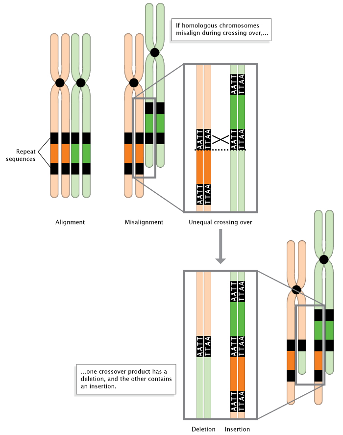 A schematic diagram shows unequal crossing-over occurring in misaligned homologous chromosomes. Chromosome number one is depicted as two orange, parallel, oblong lines (chromatids) connected in the center by the centromere, represented by a black circle. Chromosome number two is depicted as two green parallel lines, representing chromatids, also connected in the center by the centromere. Both chromosomes have a shaded rectangular region at the same position on each of their chromatids. In both chromosomes, the shaded region is flanked by two black rectangular regions, representing repeat DNA sequences. When the two chromosomes are normally aligned, chromosome number two is adjacent to and parallel with chromosome number one, and the repeat DNA sequences on the paired chromosomes are aligned. When the two chromosomes are misaligned, one chromosome is shifted vertically in relation to its partner. Consequently, the repeat DNA sequences on one chromosome are not aligned with the same repeat DNA sequences on the second chromosome. Two inset boxes show magnified views of the repeat DNA sequences on both chromosomes, both during and after crossing-over occurs between the misaligned chromosomes. The result after misalignment followed by crossing over is that the paired chromosomes have chromatids of different lengths. Lengths stay the same when chromosomes are evenly aligned before crossing over.