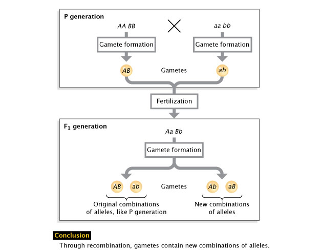 recombinant type gametes are formed because of