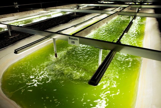 A photograph shows a microalgae pond cultivation system, a large tub filled with light green liquid. Lights are suspended over the tub, which is over 50 feet in length and approximately 6 feet wide. The liquid is turbulent, and carbon dioxide is delivered through pipes that descend from the rack that also suspend the lights.
