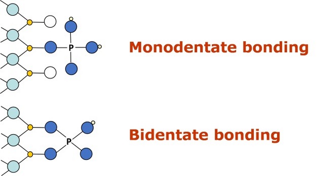 Schematic representation of phosphate adsorption by forming inner-sphere complexes involving monodentate and bidentate bonding on a goethite surface.