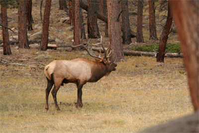 People flock from around the world to see the bull elk bugling and displaying during mating season at Rocky Mountain National Park.