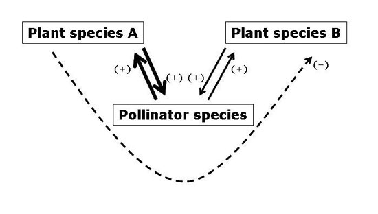 Plant species competing for pollination services