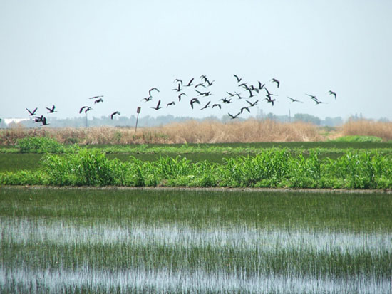 A flock of Ibis visits a flooded rice field in California
