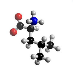 Leucine, shown here, and other amino acids essential for human nutrition are built from carbon backbones (black units) with key nitrogen components (blue).