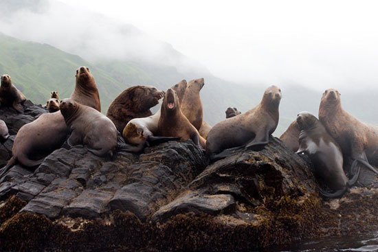 Well-insulated Stellar sea lions (Eumetopias jubatus) on land