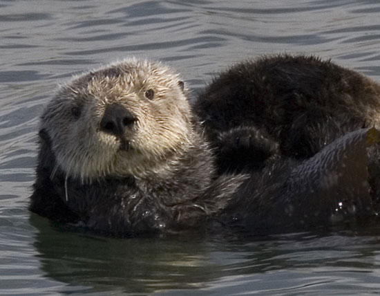 Sea otter (Enhydra lutris) displaying its insulating fur