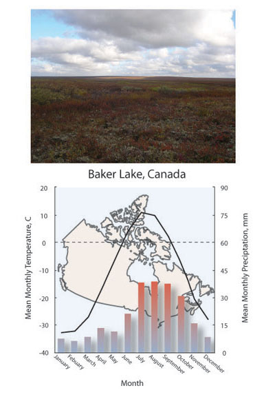 Tundra biome climate diagram