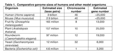Comparative genome sizes of humans and other model organisms
