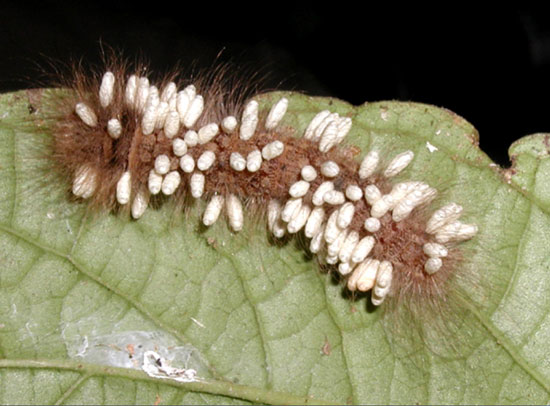 Tropical American caterpillar with parasitic wasps emerging and forming cocoons on the caterpillar's back