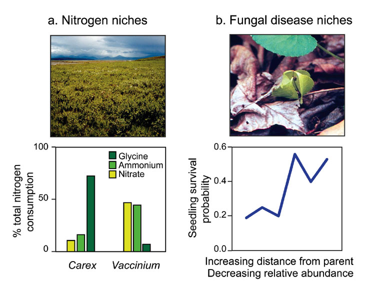 Niche differences ecologists have used innovative field observations and manipulations to quantify niche differences between species