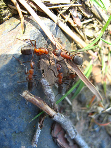 Red wood ants, Formica rufa, from rival colonies engage in a multi-party contest (or "battle") over territory.