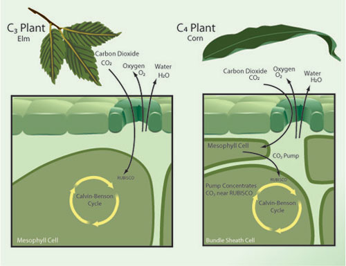 Each plant species utilizes one of several distinct physiological variants of photosynthesis mechanisms, including the variants known as C3 and C4 photosynthesis.
