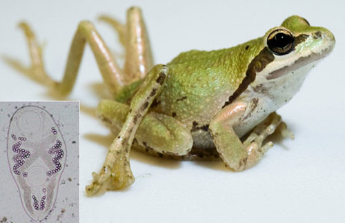 Pacific chorus frog (Pseudacris regilla) that has three extra hindlimbs due to infection with a trematode parasite (Ribeiroia ondatrae, see inset).