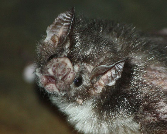 A vampire bat, an excellent model system to test theories regarding the altruistic sharing of food