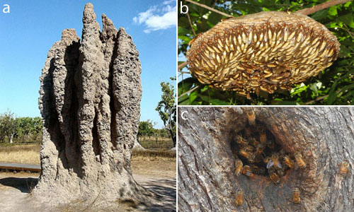 Social insects have well protected or defended nests, including termites (a), wasps (b), and bees (c).