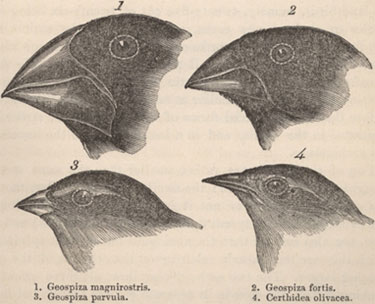 Darwin's finches of the Galapagos Islands are a classic example of adaptive radiation.