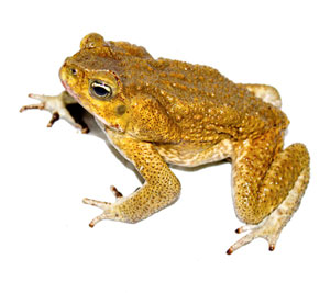 Cane toad (Rhinella marina) is an invasive species.