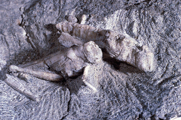Fossilized Grasshoppers