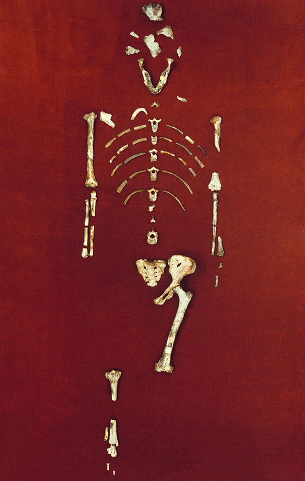 Lucy's skeleton.
