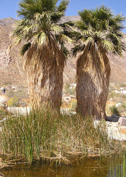 Palm oasis in southern California