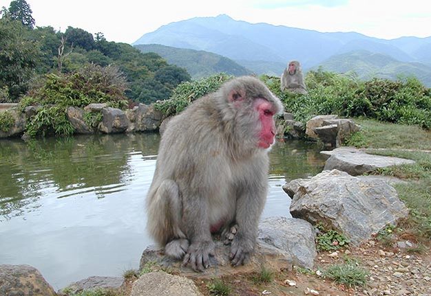 Japanese macaques (<em>Macaca fuscata</em>) on Mount Arashiyama, Japan.
