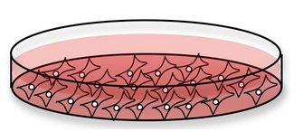 A schematic shows twenty-one tissue culture cells inside a circular petri dish filled with pink-colored liquid medium. The dish is translucent and is shown from the side, so the interior contents are visible. Each cell is represented by a dark pink bowtie-like structure, and at the center of each cell is a small white dot representing the nucleus.