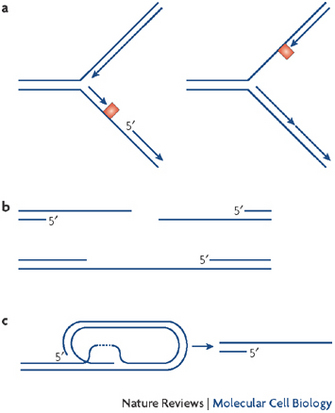 A simplified schematic diagram shows three examples of double-stranded DNA punctuated by single-stranded regions. Double-stranded DNA is represented as two thin, horizontal, blue lines arranged in parallel. Where the DNA is single-stranded, one of the horizontal blue lines is absent.
