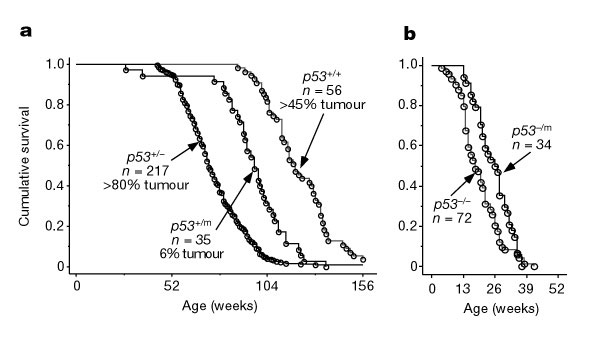Two survival curves are shown side-by-side in panels A and B. Age (in weeks) is shown on the X-axis, and cumulative survival (as a value between 0 and 1.0) is shown on the Y-axis. Three plots are shown in panel A: data plotted for p53 wild-type mice, mice with a truncated p53 gene, and mice lacking a p53 gene. As wild-type mice age from approximately 104 weeks to 156 weeks old, the ratio of individuals surviving in the population decreased exponentially from 1.0 to 0. Mice with a truncated p53 gene experienced an exponential decrease in cumulative survival between 78 and 130 weeks. Mice lacking a p53 gene experienced an exponential decrease in cumulative survival between 52 weeks and 104 weeks. In panel B, the development of cancer for p53 mutant and deficient mice is shown. p53 mutant mice develop cancer starting around 15 weeks, and all mice have cancer by 41 weeks. p53-deficient mice develop cancer starting at 4 weeks, and all mice have cancer by 39 weeks.