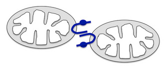 A schematic shows two mitochondria poised next to one another as their membrane-bound mitofusin proteins interact. Each protein is threaded through the mitochondrial membrane in a U-shape, so that the amino terminus and the opposite carboxy terminus both protrude into the external environment, while the valley of the \"U\" shape is inside the cell. The proteins are arranged in such a way that the protruding carboxy end of one mitochondrion lies in close parallel to the carboxy end of the other.