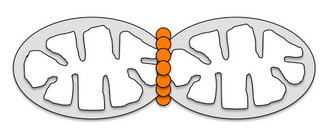 A schematic shows the vertical arrangement of proteins along the line of division that forms between two separating mitochondria.