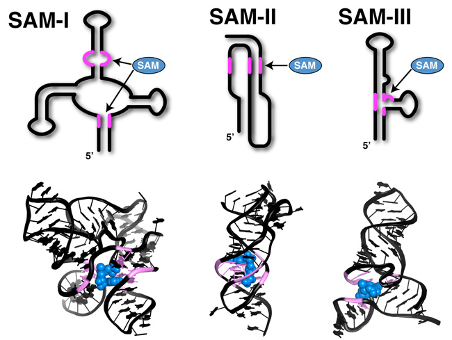 A six-part schematic shows the secondary and tertiary structures of the aptamer domain in three classes of SAM riboswitches. The secondary structures are two-dimensional line drawings. The tertiary structures are folded, three-dimensional crystal structures. The ligand-binding pocket occupies a different space in each class. Where the SAM ligand binds to each molecule is indicated by an arrow in illustrations showing secondary structure. SAM ligands appear as connected spheres bound to ligand-binding pockets in illustrations showing tertiary structure.