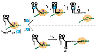 A two-part schematic shows a riboswitch mediating the transcription process in two scenarios: one involves a sufficient ligand concentration and one involves an insufficient ligand concentration. If sufficient ligand is available (top), a terminator stem-loop is formed along the mRNA molecule and signals an end to the transcription process. If sufficient ligand is not available (bottom), an anti-terminator stem-loop is formed and enables the transcription process to proceed.