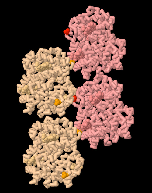 A digital model shows the atomic structure of hemoglobin. The left side of the molecule is formed by two light-brown protein chains folded into a clump, arranged one on top of the other. Both light-brown protein chains have a bright orange amino acid in the upper-right hand corner of their structures, and a bright red amino acid in the lower right-hand corner of their structures. The orange amino acid on the topmost light-brown chain is closely bound to a pink protein chain folded into a clump that forms the right side of the hemoglobin molecule. The red amino acid is closely bound to a second pink protein chain below the first. The lower light-brown chain is closely bound to the lower pink chain by a bright orange amino acid.