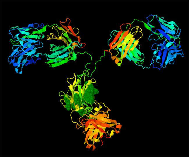 A digital reconstruction shows the atomic structure of an antibody as a ribbon-like molecular model. The molecule has a Y-shape, with two arms standing upright, connected to a central domain in the center.