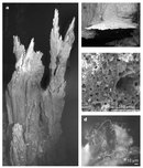 Four greyscale photographs of various magnifications show structures that are formed at Lost City, a hydrothermal vent field. Panel A is a macroscopic photograph of a carbonate chimney. Panel B is also macroscopic and shows a flange, which resembles a thin shelf that is formed off the side of a chimney wall. The scanning electron micrograph in panel C shows the porous texture of a piece of the flange. A fluorescent micrograph in panel D shows the microbial community found on the flange.