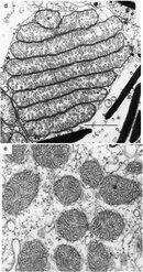 Two greyscale transmission electron micrographs, which are labeled D and E, show mitochondria in different organisms. The photomicrograph in panel D shows a cross-section through a large dinoflagellate mitochondrion. Because the mitochondrion is folded, different parts of it look like stacked layers in the cross-section. The inner membrane is folded into hundreds of cristae, which look like inward-facing, finger-shaped projections. Panel E shows a cross-section of twelve mitochondria in a Paramecium cell. Each mitochondrion has either a circular or oval shape. The mitochondria are filled with inner membranes, which look like finger-shaped projections or small circles.