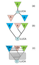 Three simplified phylogenetic tree diagrams show possible evolutionary relationships between the three domains of life. Each domain is symbolized by a colored triangle and labeled with an uppercase letter. The letter A represents the archaea domain (shown in pink). The letter B represents the bacteria domain (shown in blue), and the letter E represents the eukaryote domain (shown in green). A circle with a question mark drawn inside of it is shown at the origin of each tree and is labeled LUCA, representing the last universal common ancestor. Black lines connect the domains to the LUCA and each other.