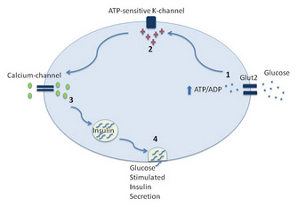 A schematic diagram with four steps shows how glucose stimulates insulin secretion from a pancreatic beta cell into the bloodstream.