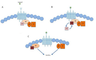 A three-panel schematic diagram shows how a G-protein-coupled receptor (GPCR) transmits signals from the extracellular space to the inside of a cell. The GPCR is a transmembrane protein embedded in the plasma membrane that is associated with G proteins on its cytoplasmic side. The binding of a ligand on the extracellular side of the GPCR leads to the activation of the associated G proteins, resulting in downstream signaling within the cell.