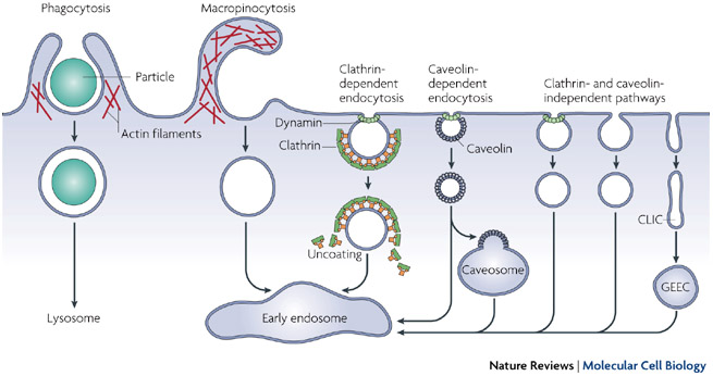 Seven endocytotic pathways are shown in a schematic illustration of a section of a cell's plasma membrane. The membrane is depicted as a thin horizontal line with bumps and dips to show the mechanisms of the various endocytic pathways. The pathways are shown occurring in several steps, using schematic illustrations of vesicles and particles separated by arrows.
