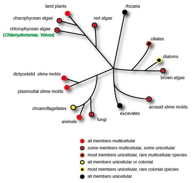 An unrooted phylogenetic tree shows how multicellularity evolved independently in several eukaryotic lineages. The lineages are represented by branching lines. All of the lines are connected and radiate outward from the middle of the diagram. The taxa are represented by circles at the ends of the lines. The color of each circle indicates the taxon’s degree of multicellularity.