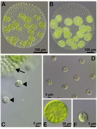 A series of six photomicrographs shows the multicellular Volvox species and the unicellular Chlamydomonas species. Both types of algae are semi-transparent with light-green, white, and orange structures. The background is gray.