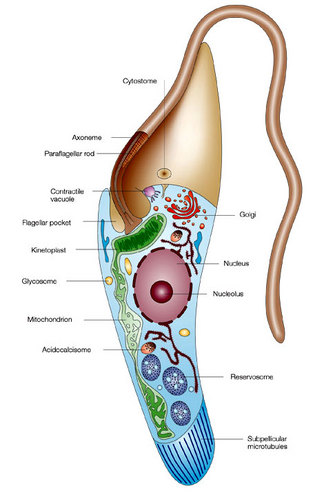 A diagram shows a longitudinal cross-section of a trypanosomatid, which is a type of kinetoplastid. Various organelles and structures are labeled.